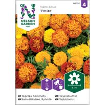 Ryhmäsamettikukka Nelson Garden Petite, seos, siemenet