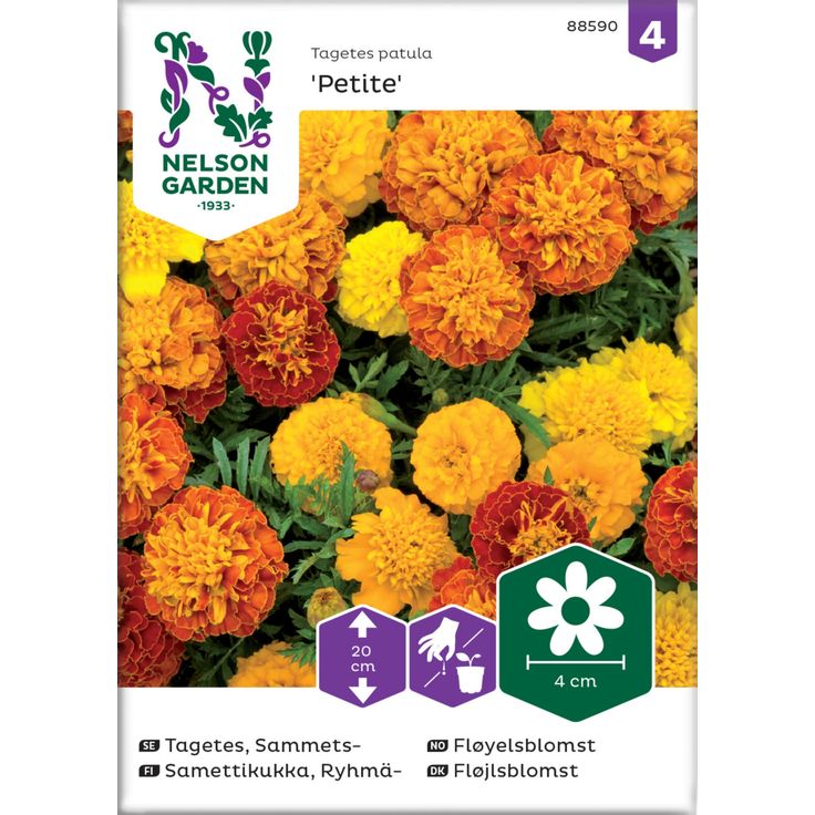 Ryhmäsamettikukka siemen Nelson Garden Petite, seos