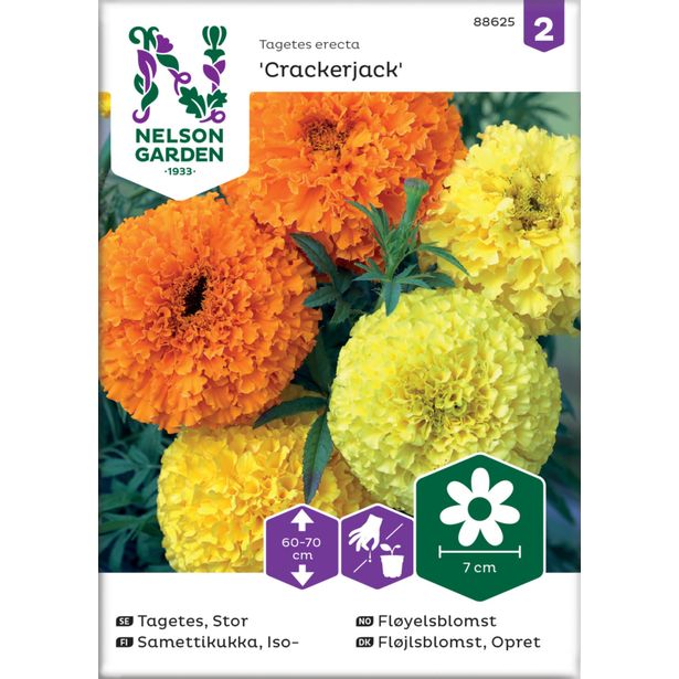 Isosamettikukka siemen Nelson Garden Crackerjack
