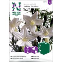 Miinanköynnös Nelson Garden White Feather, siemenet