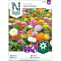 Iso-tsinnia Nelson Garden Takii&#039;s Choice, siemenet