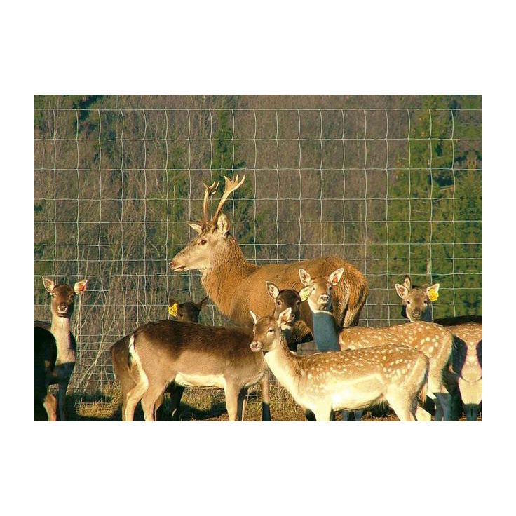 Eläinverkko Zn, hitsattu, 1,0x50m, muuttuva silmäkoko