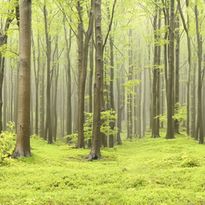 Mittatilaustapetti Rebel Walls Deciduous Forest (R10101)