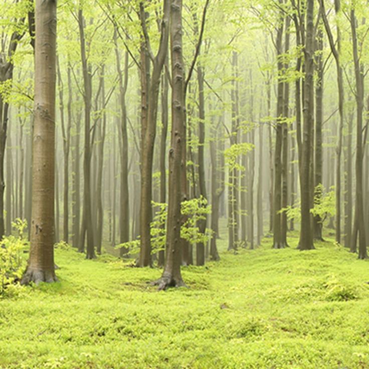 Mittatilaustapetti Rebel Walls Deciduous Forest (R10101)