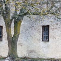 Mittatilaustapetti Rebel Walls Under The Tree (R13631)