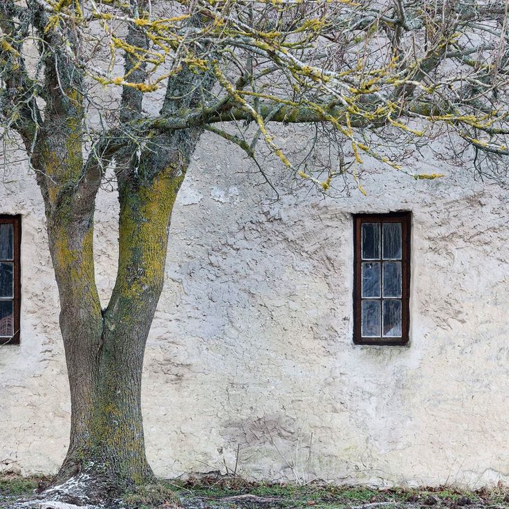 Mittatilaustapetti Rebel Walls Under The Tree (R13631)
