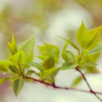 Mittatilaustapetti Rebel Walls Green Leaves (R13661)