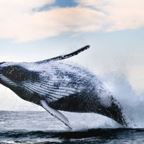 Mittatilaustapetti Rebel Walls Whale Song (R19008)