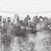Mittatilaustapetti Rebel Walls Running Horses (R19014)
