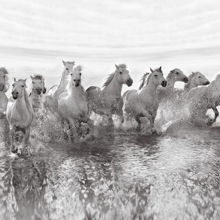 Mittatilaustapetti Rebel Walls Running Horses (R19014)