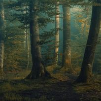 Mittatilaustapetti Rebel Walls Beech Forest (R19016)