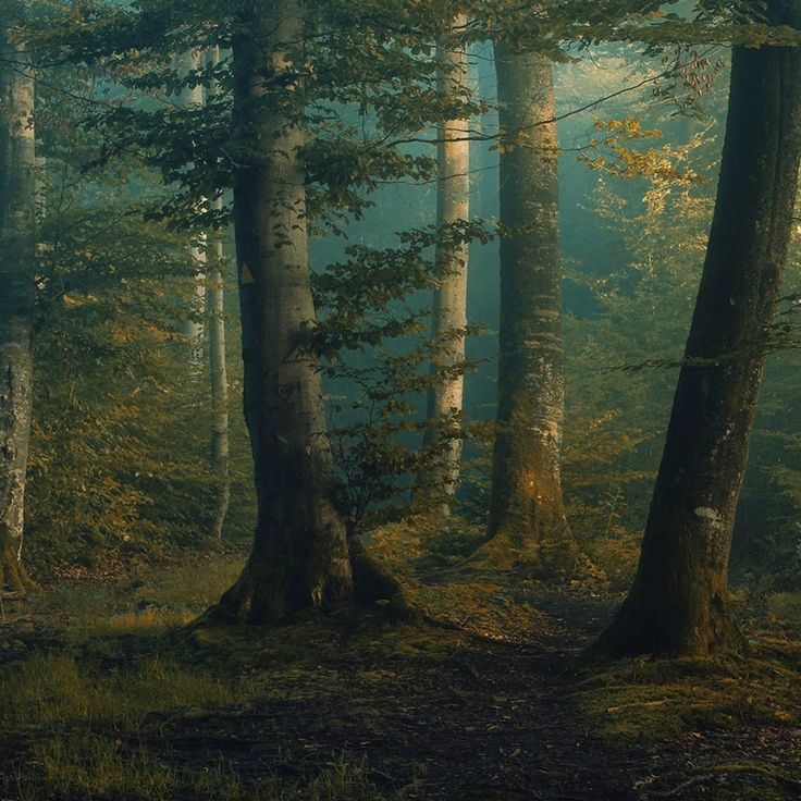 Mittatilaustapetti Rebel Walls Beech Forest (R19016)