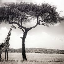 Mittatilaustapetti Rebel Walls Peaceful Savannah (R19018)
