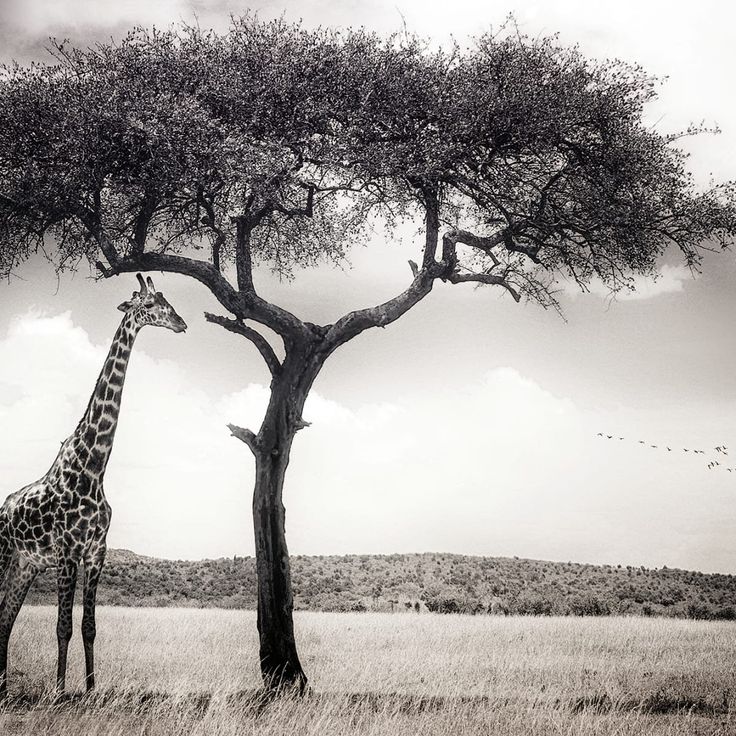 Mittatilaustapetti Rebel Walls Peaceful Savannah (R19018)