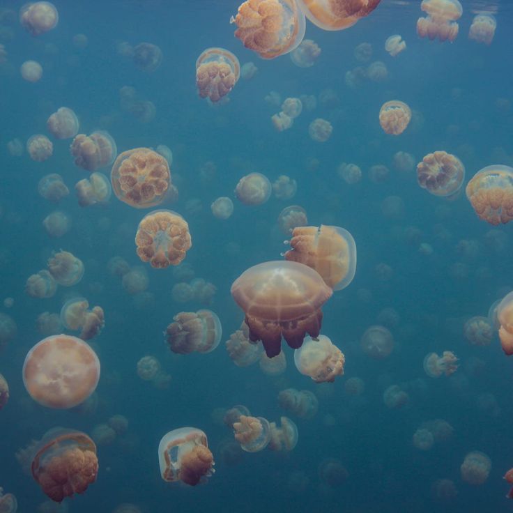 Mittatilaustapetti Rebel Walls Smack Of Jellyfish (R19019)
