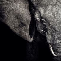 Mittatilaustapetti Rebel Walls Elephant (R19022)