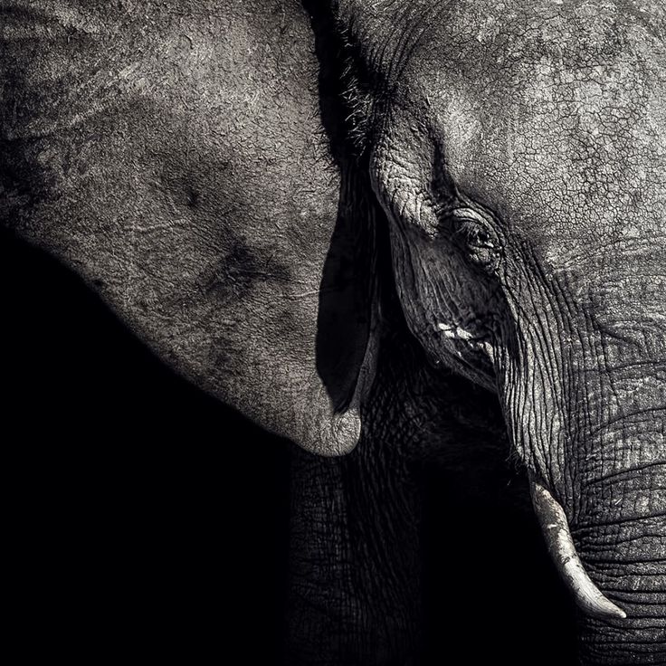 Mittatilaustapetti Rebel Walls Elephant (R19022)