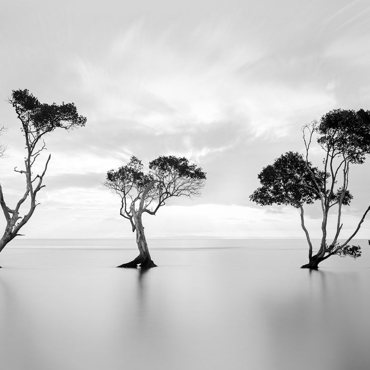 Mittatilaustapetti Rebel Walls Peaceful Tree (R19024)