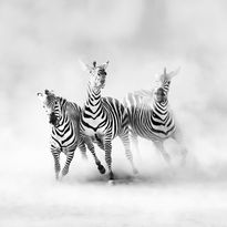 Mittatilaustapetti Rebel Walls Graphic Zebras (R19027)