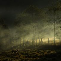 Mittatilaustapetti Rebel Walls Oh My Deer (R19029)