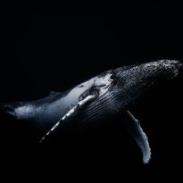 Mittatilaustapetti Rebel Walls Black Whale (R19033)