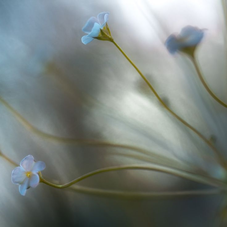 Mittatilaustapetti Rebel Walls Forget Me Not (R19044)