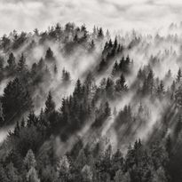 Mittatilaustapetti Rebel Walls Foggy Forest (R19060)