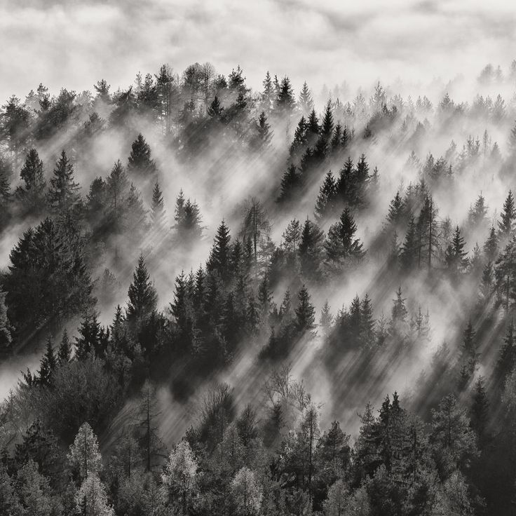 Mittatilaustapetti Rebel Walls Foggy Forest (R19060)