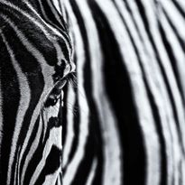 Mittatilaustapetti Rebel Walls Close Up Zebra (R19062)