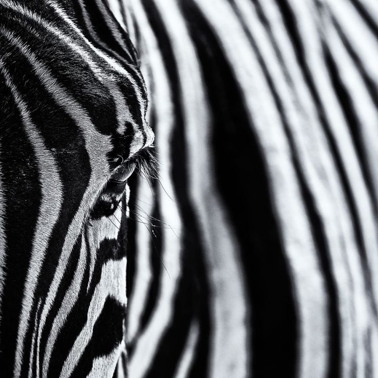 Mittatilaustapetti Rebel Walls Close Up Zebra (R19062)