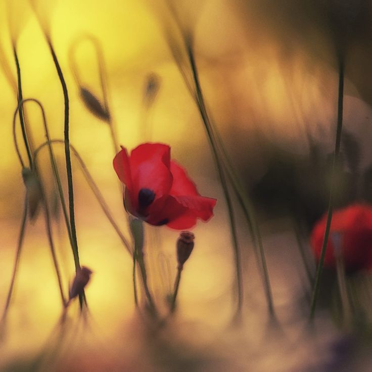 Mittatilaustapetti Rebel Walls Soft Poppy (R19065)