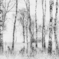 Mittatilaustapetti Rebel Walls Birch Trees (R19070)