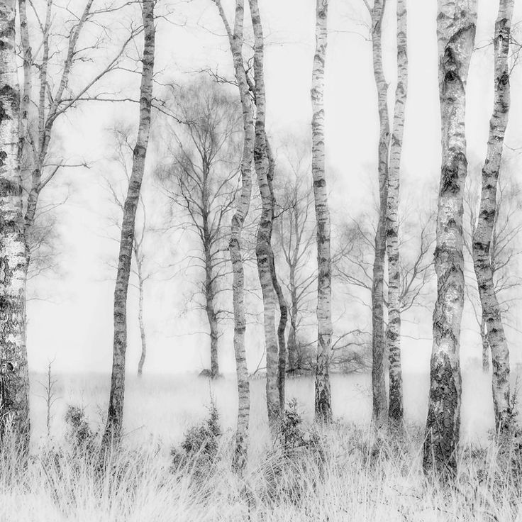 Mittatilaustapetti Rebel Walls Birch Trees (R19070)