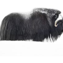 Mittatilaustapetti Rebel Walls Musk Ox (R19084)
