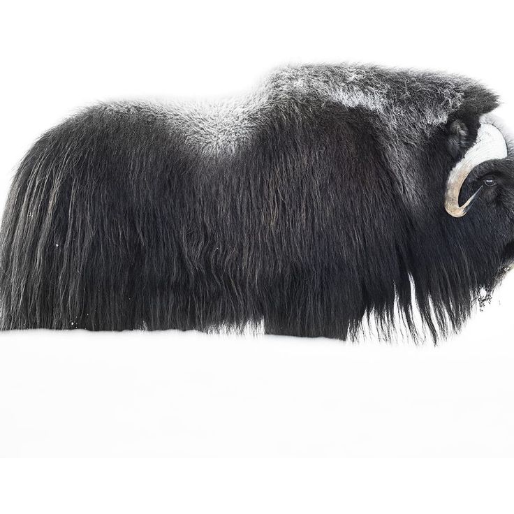 Mittatilaustapetti Rebel Walls Musk Ox (R19084)