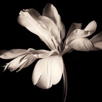 Mittatilaustapetti Rebel Walls Dramatic Flower (R19089)