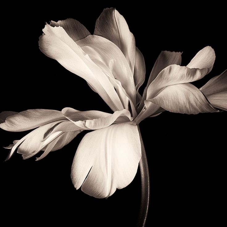 Mittatilaustapetti Rebel Walls Dramatic Flower (R19089)