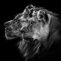 Mittatilaustapetti Rebel Walls Lion Duo (R19100)