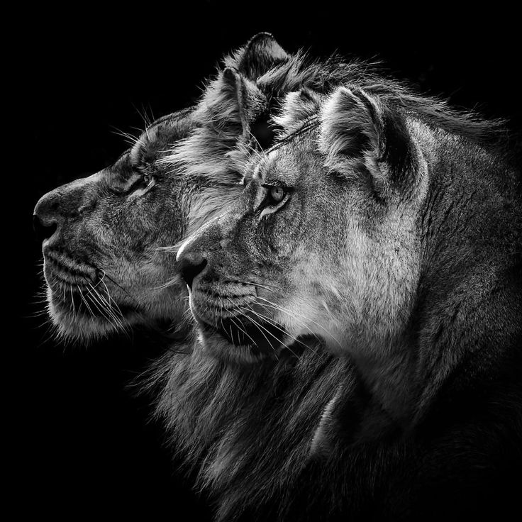 Mittatilaustapetti Rebel Walls Lion Duo (R19100)