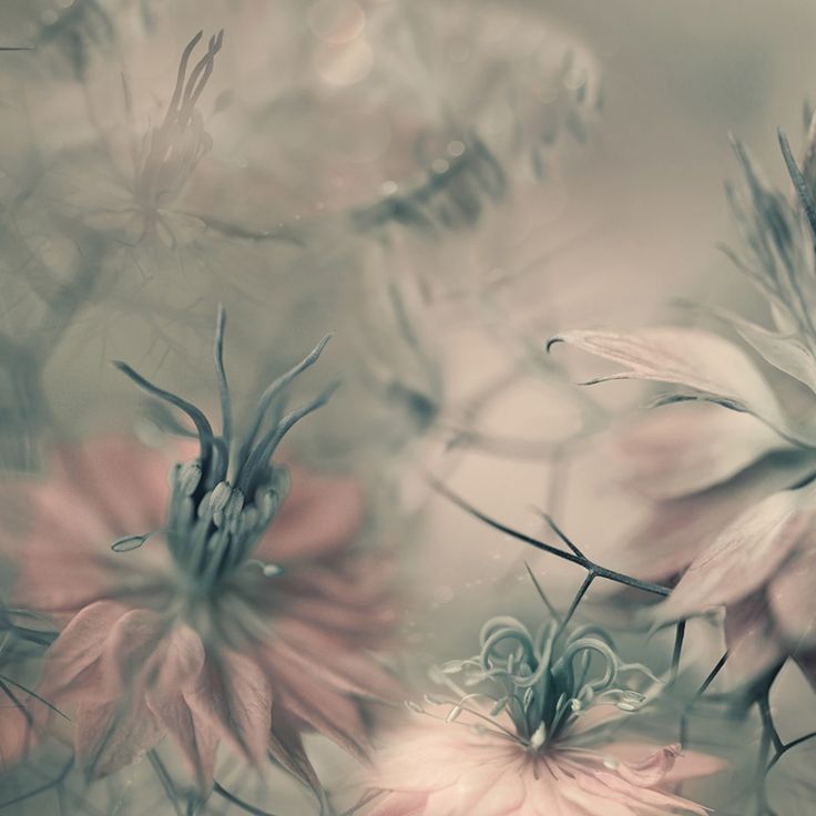 Mittatilaustapetti Rebel Walls Vintage Blossoms (R19103)
