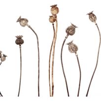 Mittatilaustapetti Rebel Walls Poppy Capsules (R19109)