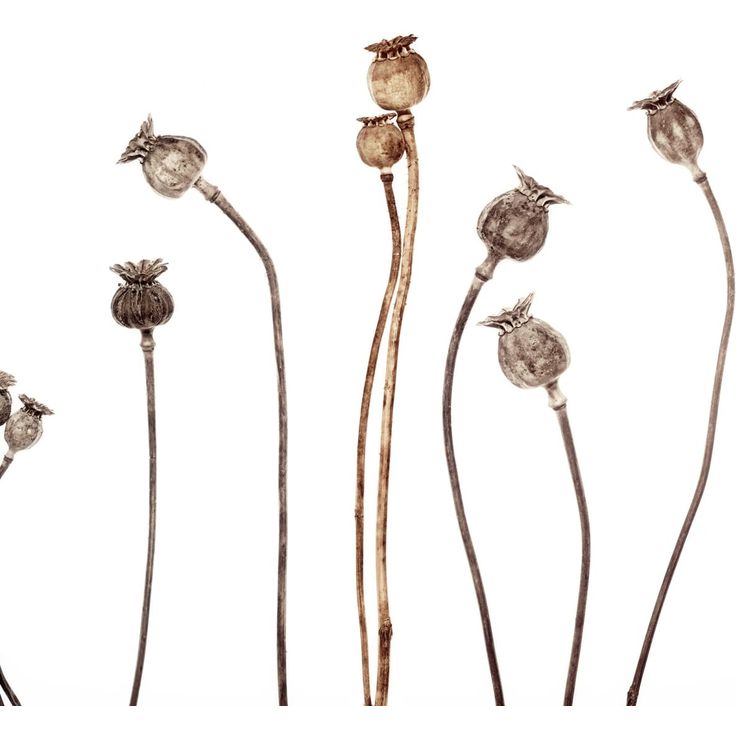 Mittatilaustapetti Rebel Walls Poppy Capsules (R19109)