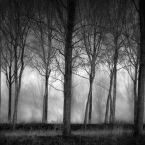 Mittatilaustapetti Rebel Walls Row Of Trees (R19126)