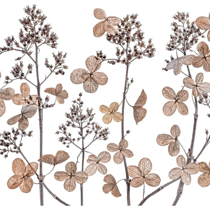 Mittatilaustapetti Rebel Walls Dried Flowers (R19128)