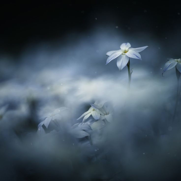 Mittatilaustapetti Rebel Walls Midnight Flower (R19131)