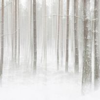Mittatilaustapetti Rebel Walls Winter Forest (R19140)