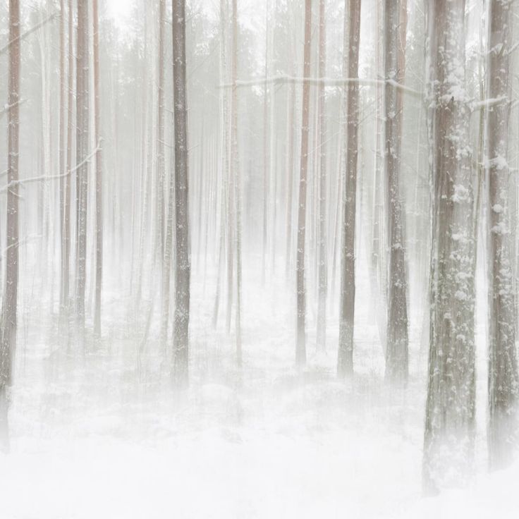 Mittatilaustapetti Rebel Walls Winter Forest (R19140)