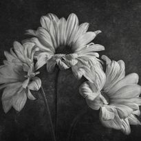 Mittatilaustapetti Rebel Walls Graphic Flowers (R19144)