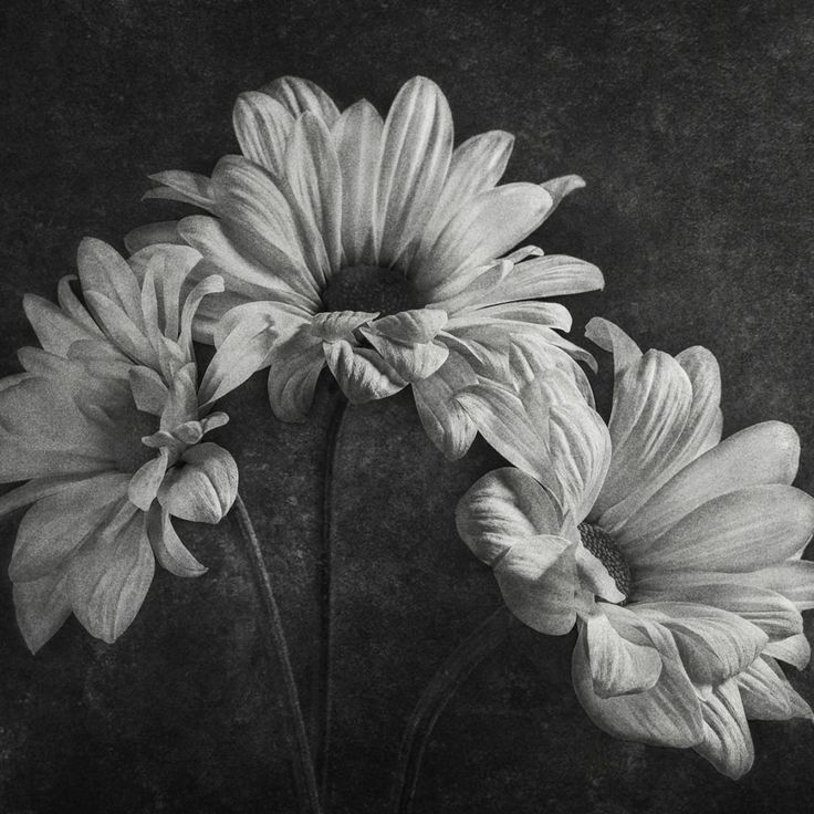 Mittatilaustapetti Rebel Walls Graphic Flowers (R19144)