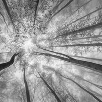 Mittatilaustapetti Rebel Walls Tree Tops (R19150)